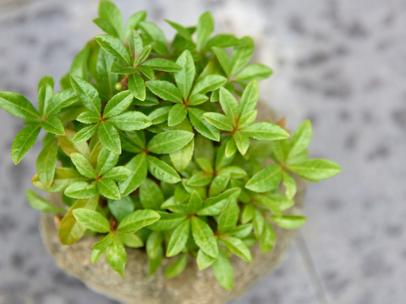 山野草